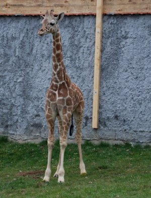 Žirafa stigla u Jagodinu