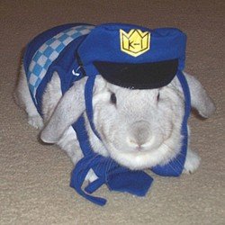 'Alo policija, moj zec nema spuštene uši!