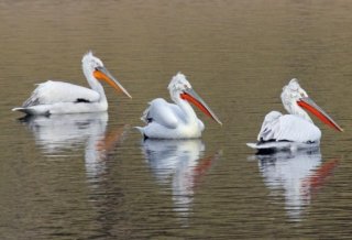 Skadarsko jezero - raj za pelikane